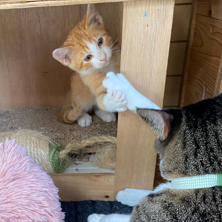 4d5f96c0 e88b 46d6 a3a4 d8ff6676848f 1666485218465