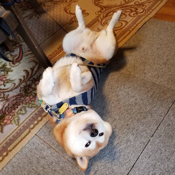 4d61b490 afcb 4974 89ac a38c969664c6 1576193310555