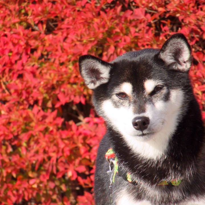 4d621342 19a9 4831 b267 6fbab80bc8dc 1573459509430