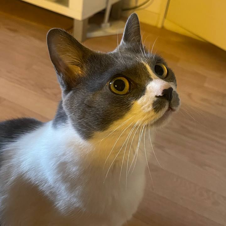 4d635410 c70a 46f7 a6a3 b4caee160f19 1742943843742