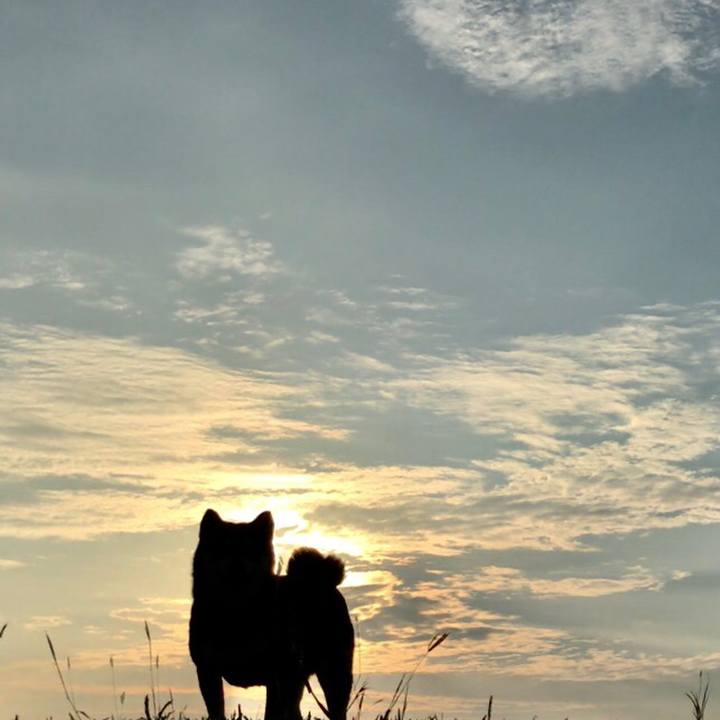 4d6688a2 31e0 490e b037 8aebd73c4152 1526896254447