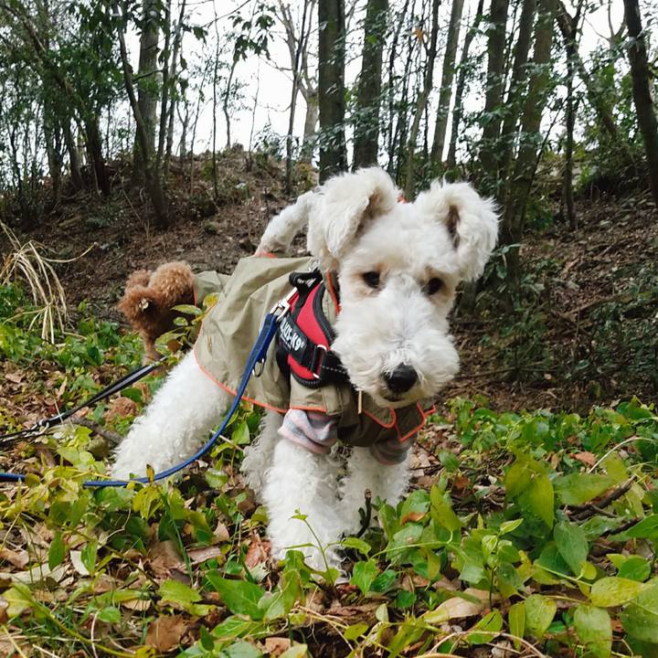 4d66bbab d2e2 40f3 beb0 c506db1d84e5 1520462048069