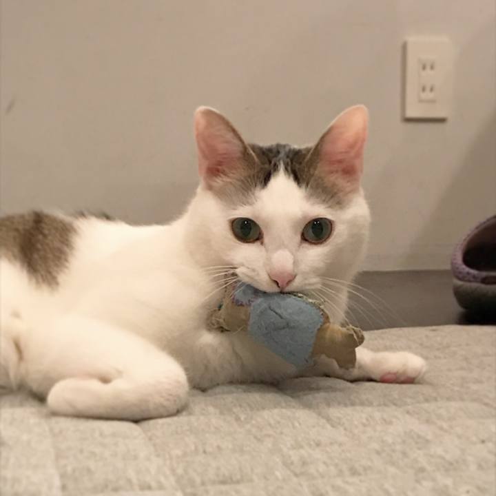 4d671a93 394c 452b 94b7 cbae5f54d5e4 1544352949879