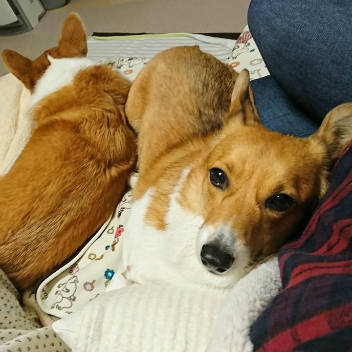 4d69d92f d737 49a2 852b c76698bbb390 1513930917133