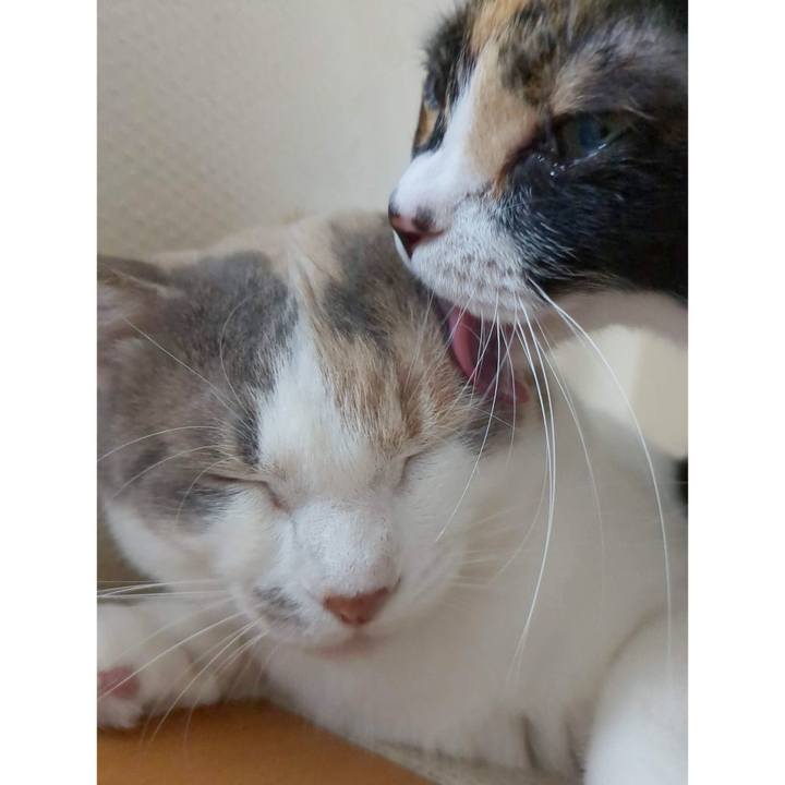 4d6a2b1e 2511 4af5 af77 3091a1a9ed9a 1686976801038