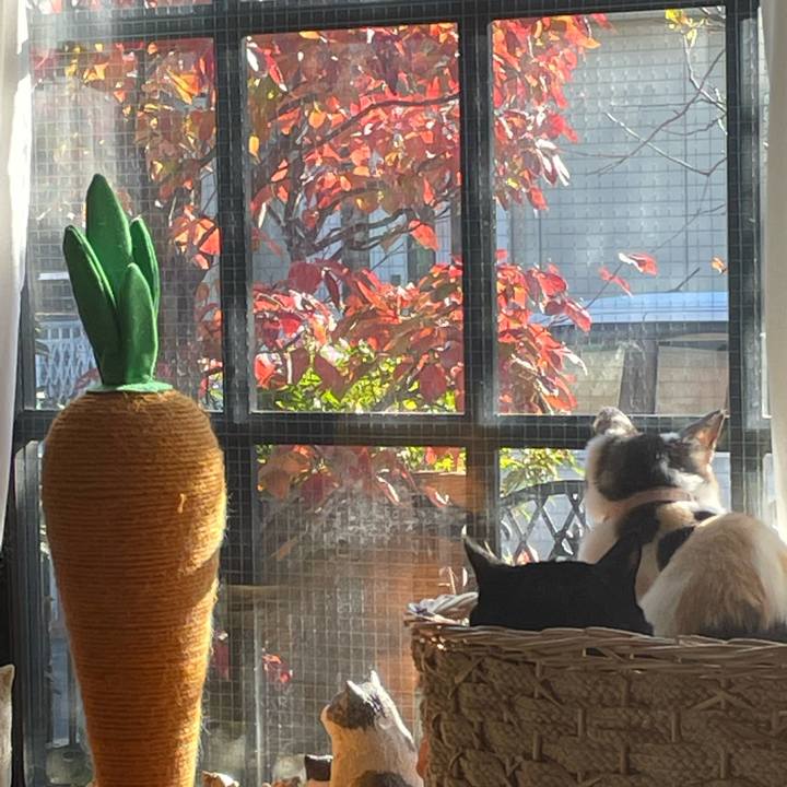 4d6b974a 6003 4441 8fe5 a8490547ac5d 1732839396635