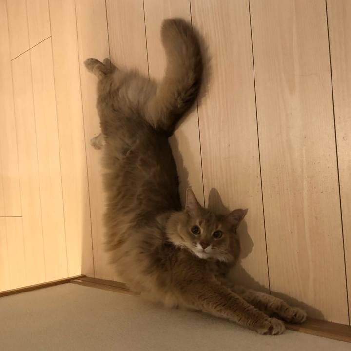 4d6cabba 5272 4e6e b70d e370db5a7a1c 1616325023259