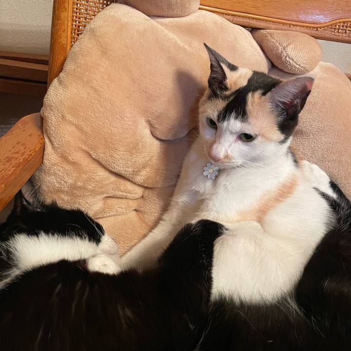 4d6d6bdb eb27 4379 990b ab00355b9922 1680523891749