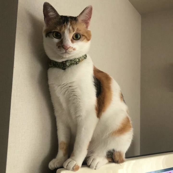 4d6eff42 0aaf 4723 8931 7420296ae7c1 1595564369155