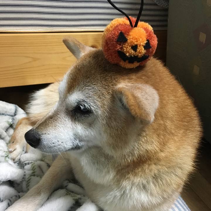 4d707392 ce0e 4ad0 abae 1240b1aef401 1509399106775