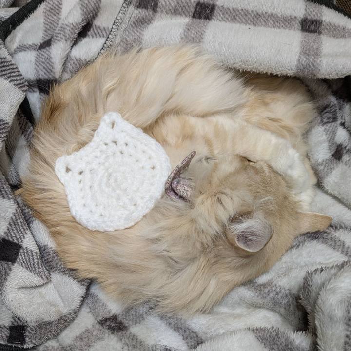 4d7120e1 ec58 4c4b 8ae2 63306ef167d9 1770482037460