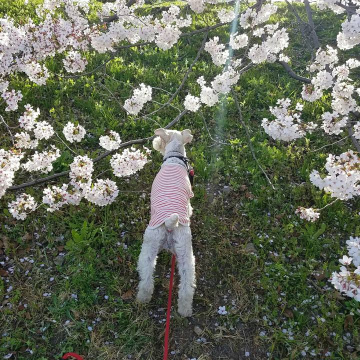 4d72163b 4d35 43ea aad4 4afca22e0319 1522495763011