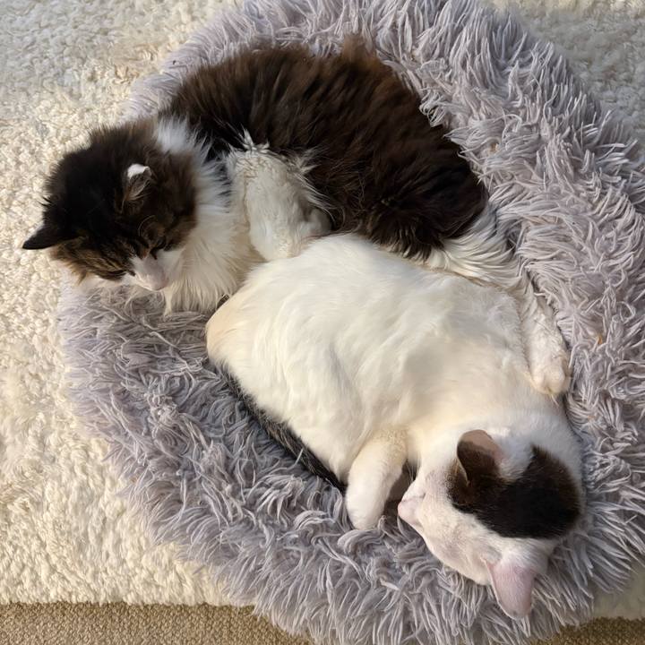 4d745c30 7fb8 4436 bdfa efbd9df65a7a 1775346312564