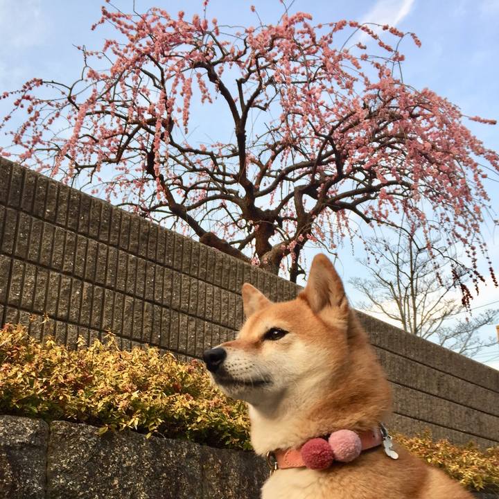 4d77764a d2e2 43b9 bf35 087a1715cb82 1520846788775