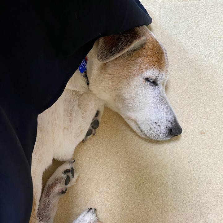 4d77d1af 5853 4853 bf8c a69e5bf548ad 1628481662941