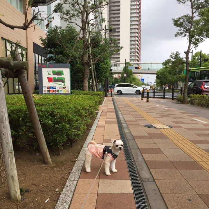 4d783403 56ee 4a52 b406 c7240b5c1f9c 1561185348847