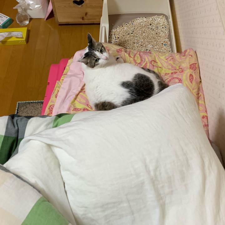 4d78ce6e f7c7 4b48 bd1e fcf6247021b6 1555172754900