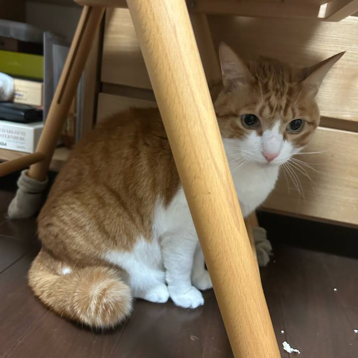 4d7ac171 f71e 483a bbba bcbc3d662aeb 1770206509310