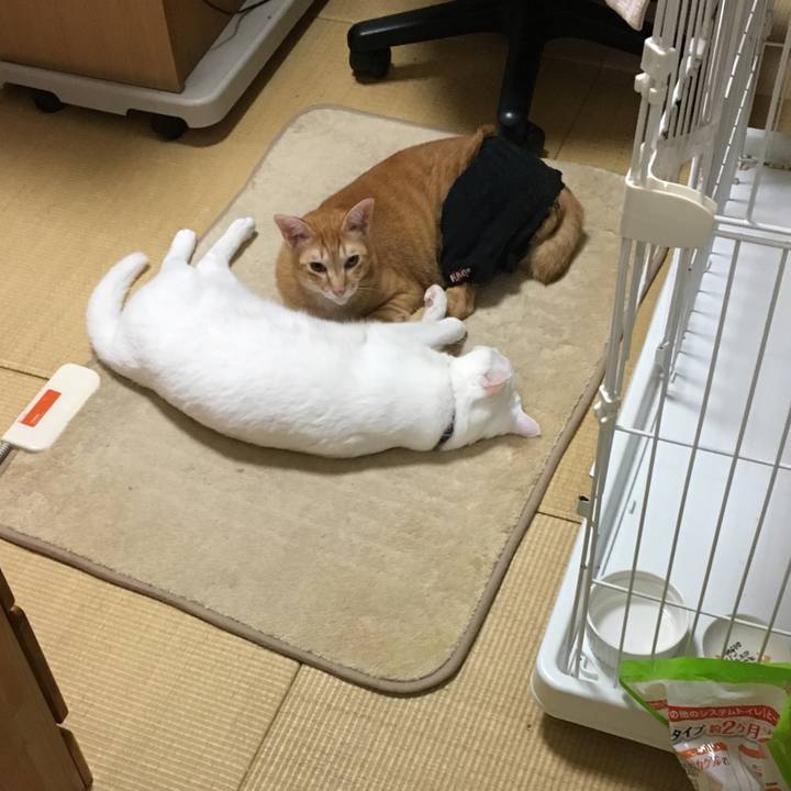 4d7af1d8 bc72 4eba 8492 4eb058259cb1 1508125461502