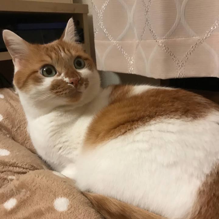 4d81742a 4649 438c 86de f725085a55d8 1520848069155