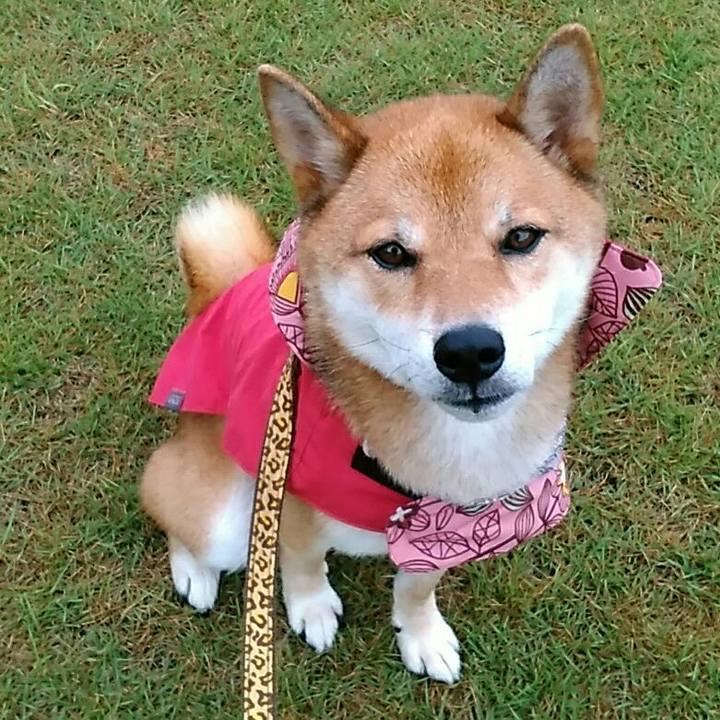 4d83a8ed 8673 4537 b13e 31f2e6dabd9a 1535935279772