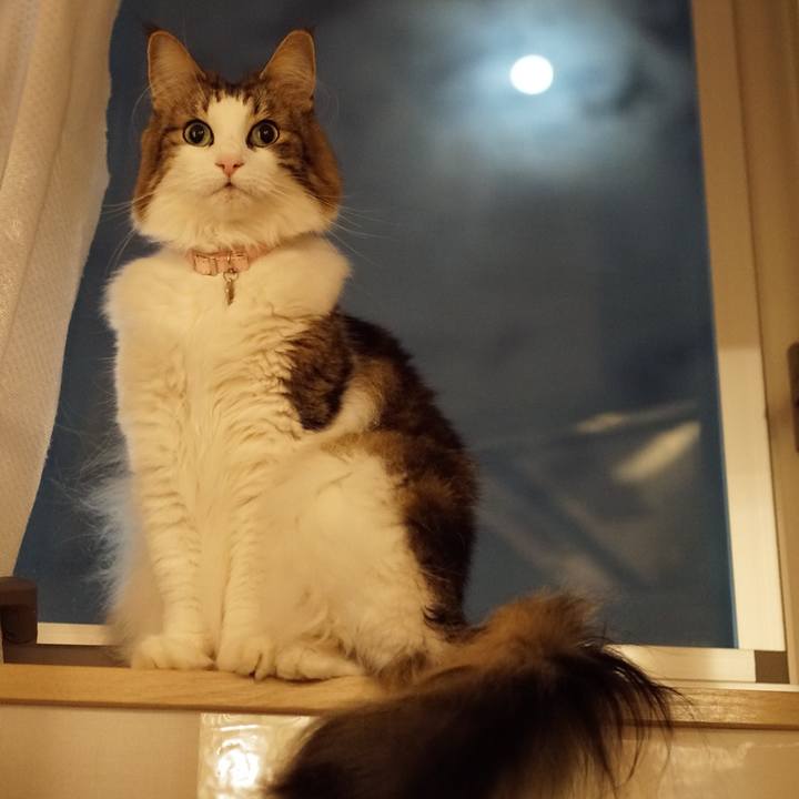 4d849ef5 cde7 46f0 8ee7 1c042e950d28 1573223949719