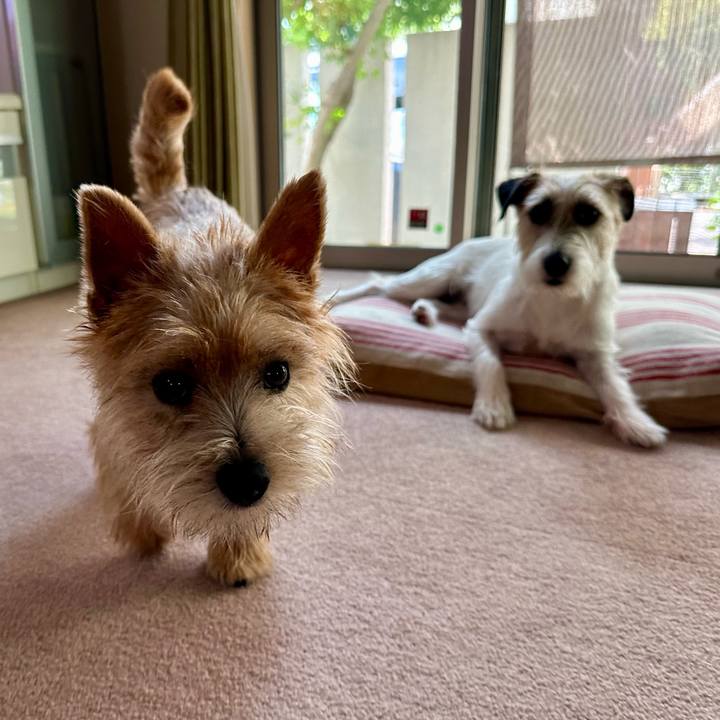 4d851b68 a3ef 4183 b5ef 65512195a3c7 1720936363684