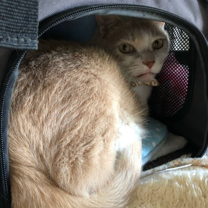 4d86f8ab e4fd 463c 95b7 f1e6bb0cbad6 1588130949632