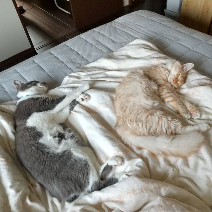 4d87f5d2 f8da 4273 89c5 7c3570dfd3ac 1620258945887