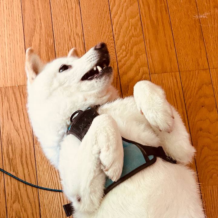 4d880688 0e0a 4a91 8e51 8865cb3c0e0a 1721255302949