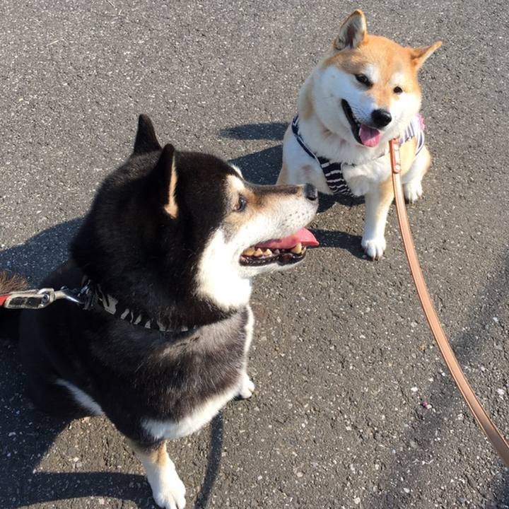 4d8a66dc bb5c 4397 beee 9501d994af46 1558652989782