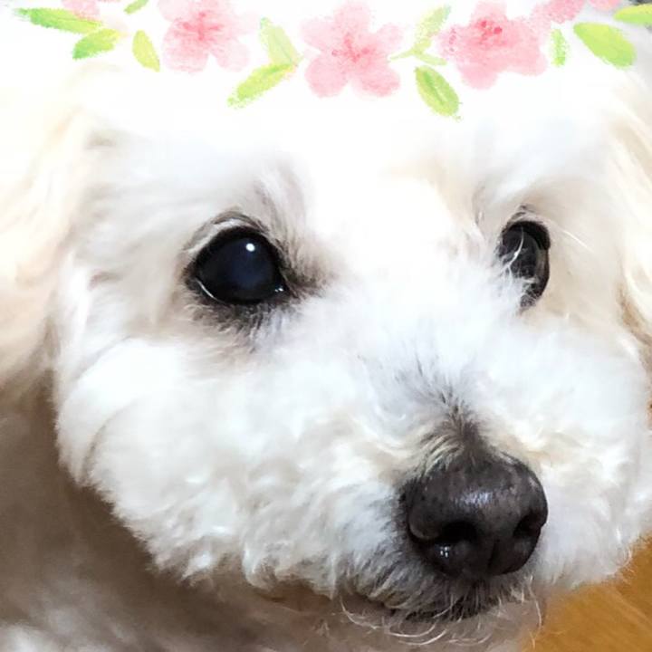 4d8b0311 c6f8 47a7 ac26 2016995df654 1523715389983