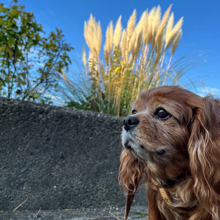 4d8bfa7f 7efb 428c 873c be786703c82c 1761779843084