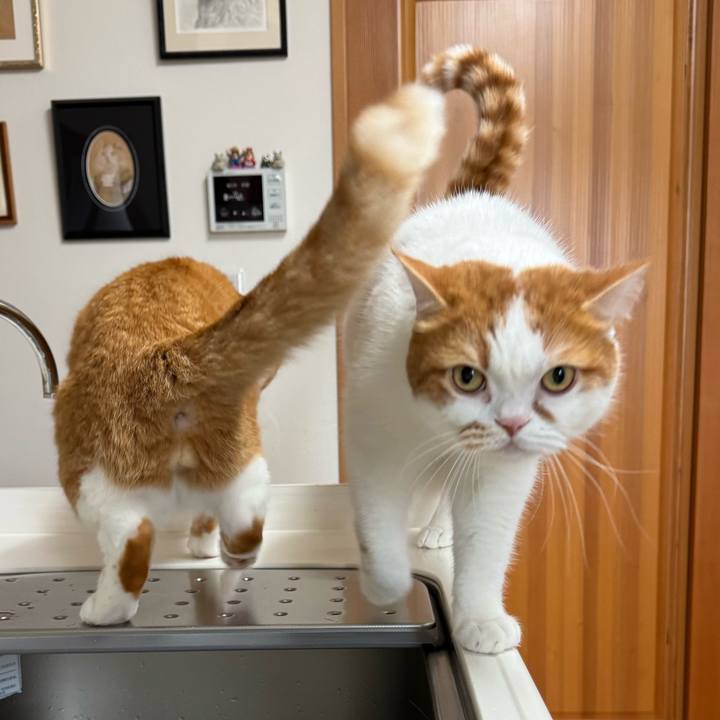 4d8f4345 2f2c 4904 b37f a78a5e0d72ca 1775012800512