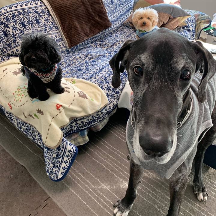 4d90e52d b485 47b5 a392 c85ea127c4e1 1585003085519