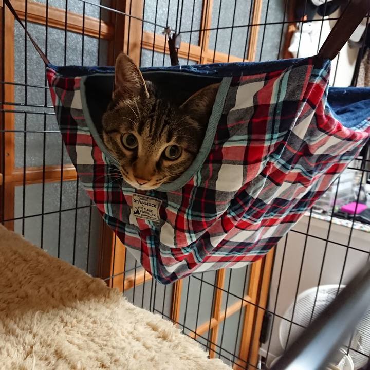 4d913815 d664 4be8 bcf1 d2ca3c208bbd 1562407216261