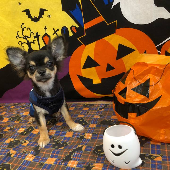 4d919e2a 5336 43e0 900a fdd0cbc77764 1539556251112