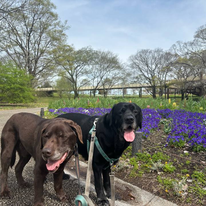 4d938349 c29d 4e94 9567 2beefd907299 1775476667008