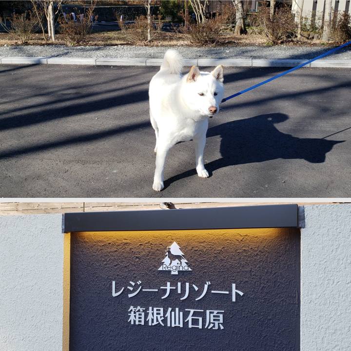 4d9431d0 2afc 4e7f baa1 fdab1508381a 1547957009246