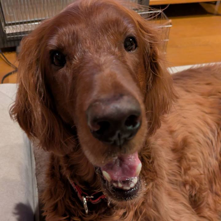 4d957beb 423e 434c 9e38 df3b64c292f4 1765441855802