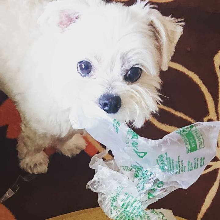 4d9944e8 6ead 426a a647 983c8e20ebd7 1617104424514