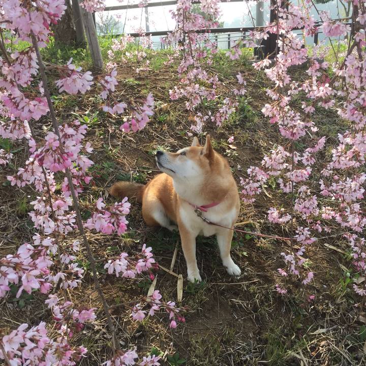 4d99fb09 e33f 4b56 9c63 3d23f399533a 1522467822284