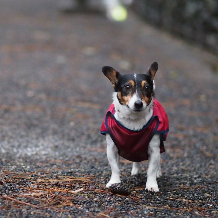 4d9af298 bf49 425f bdae a0f3040116ba 1513773068605