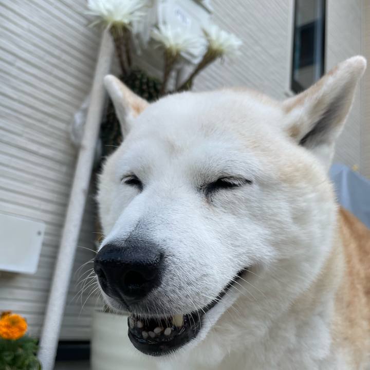 4d9ce7fe f4d0 44e1 8a93 7f2dc1ffa9ea 1653438864451