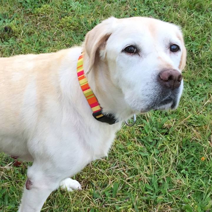 4d9de29b b12e 45d5 a3e9 2231f31dd133 1507980316555