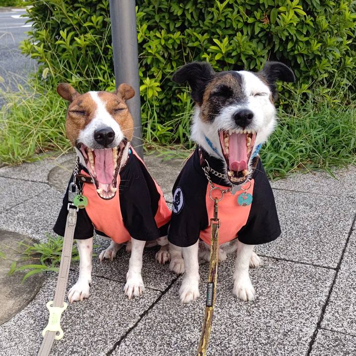 4d9e740b decf 4040 a742 9347f60672e9 1659043016421