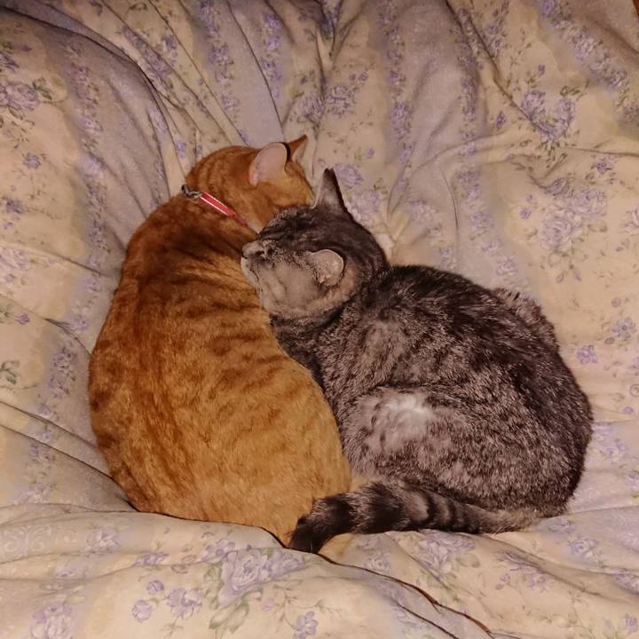 4d9f0c12 5349 4722 ac90 b97eee5b3b40 1575213568655