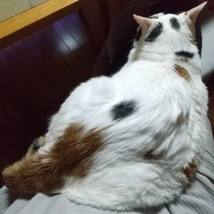 4da0a6dc 6b4e 4fe9 b21d e57e82b2b70d 1697015537379