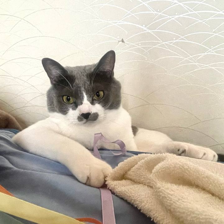 4da135cd d451 4a8d 97b6 e8bd4798859d 1665037676785