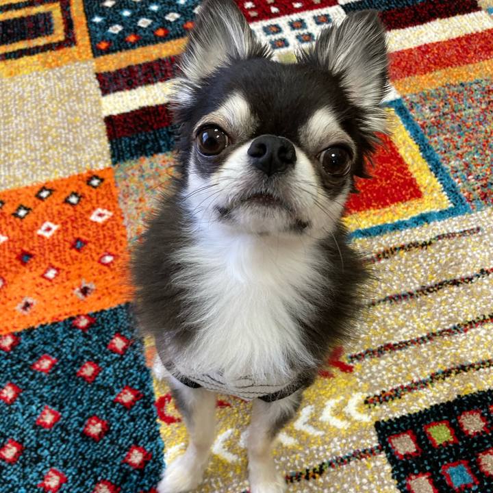 4da16c84 cf13 434e a488 bc152f2b6474 1685203107238